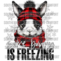 Some bunny is freezing PNG
